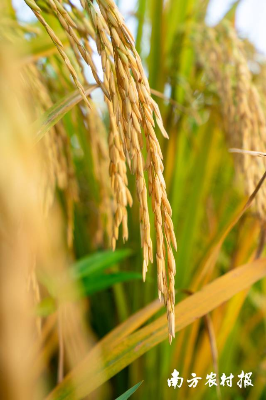 广东优质稻。吴秒衡 摄