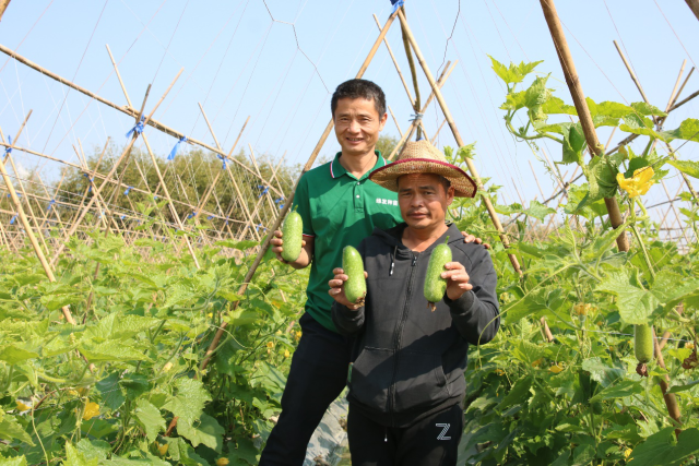 绿发节瓜品种早熟优质,商品性好。 绿发节瓜品种早熟优质,商品性好。