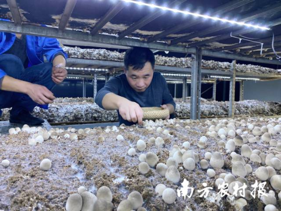 韶关市星河生物科技有限公司草菇生产车间 韶关市星河生物科技有限公司草菇生产车间