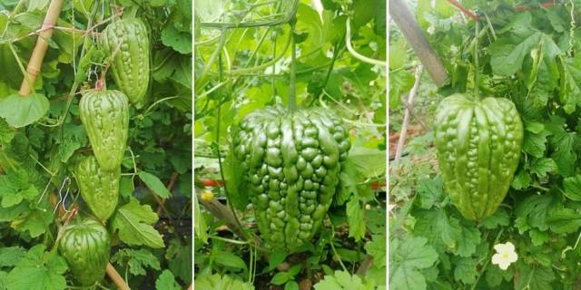 筛选品种对比 筛选品种对比