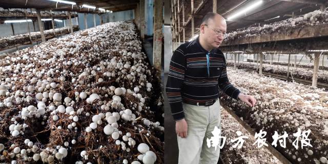 人工调控智能工厂化栽培草菇 人工调控智能工厂化栽培草菇