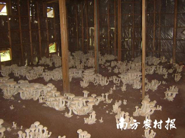 驯化栽培成功的金福菇 驯化栽培成功的金福菇