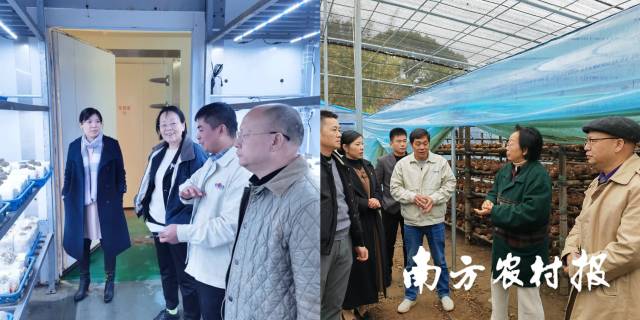 何焕清多次邀请中国食用菌产业技术体系首席专家张金霞到星河公司及基地指导 何焕清多次邀请中国食用菌产业技术体系首席专家张金霞到星河公司及基地指导