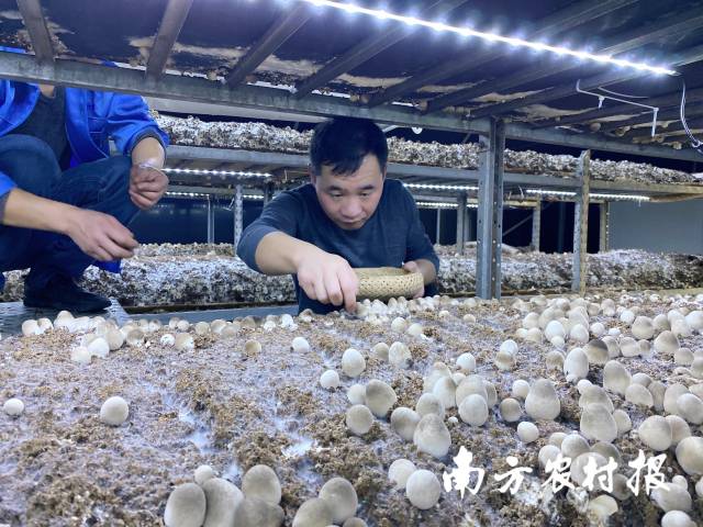 韶关市星河生物科技有限公司草菇生产车间 韶关市星河生物科技有限公司草菇生产车间