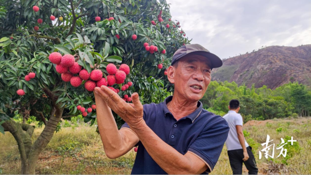 崔保国向与会人员介绍今年产的荔枝。