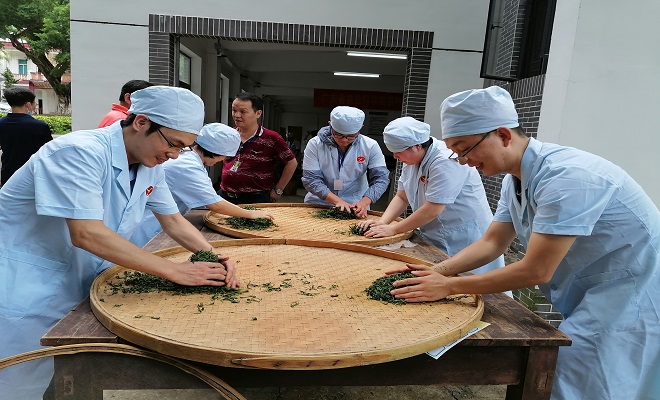 2021.9.4茶叶所开展首届青年职工制茶（绿茶）技能竞赛—揉捻.jpg