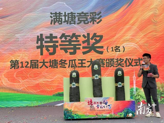 主持人介绍大赛“冬瓜王”及获一等奖的2个冬瓜。 南方+ 邵一弘 摄