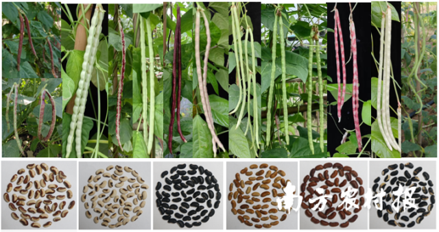 团队收集的各式豇豆种质资源 团队收集的各式豇豆种质资源