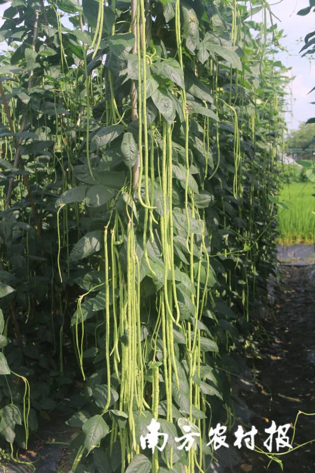 粤宝豇豆 粤宝豇豆