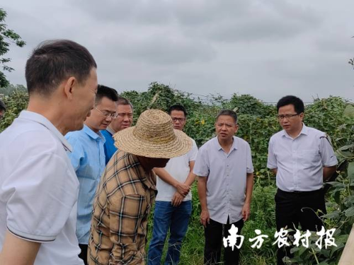 所长谢大森(右一)带队参加豇豆农残突出问题攻坚治理督导工作 所长谢大森(右一)带队参加豇豆农残突出问题攻坚治理督导工作