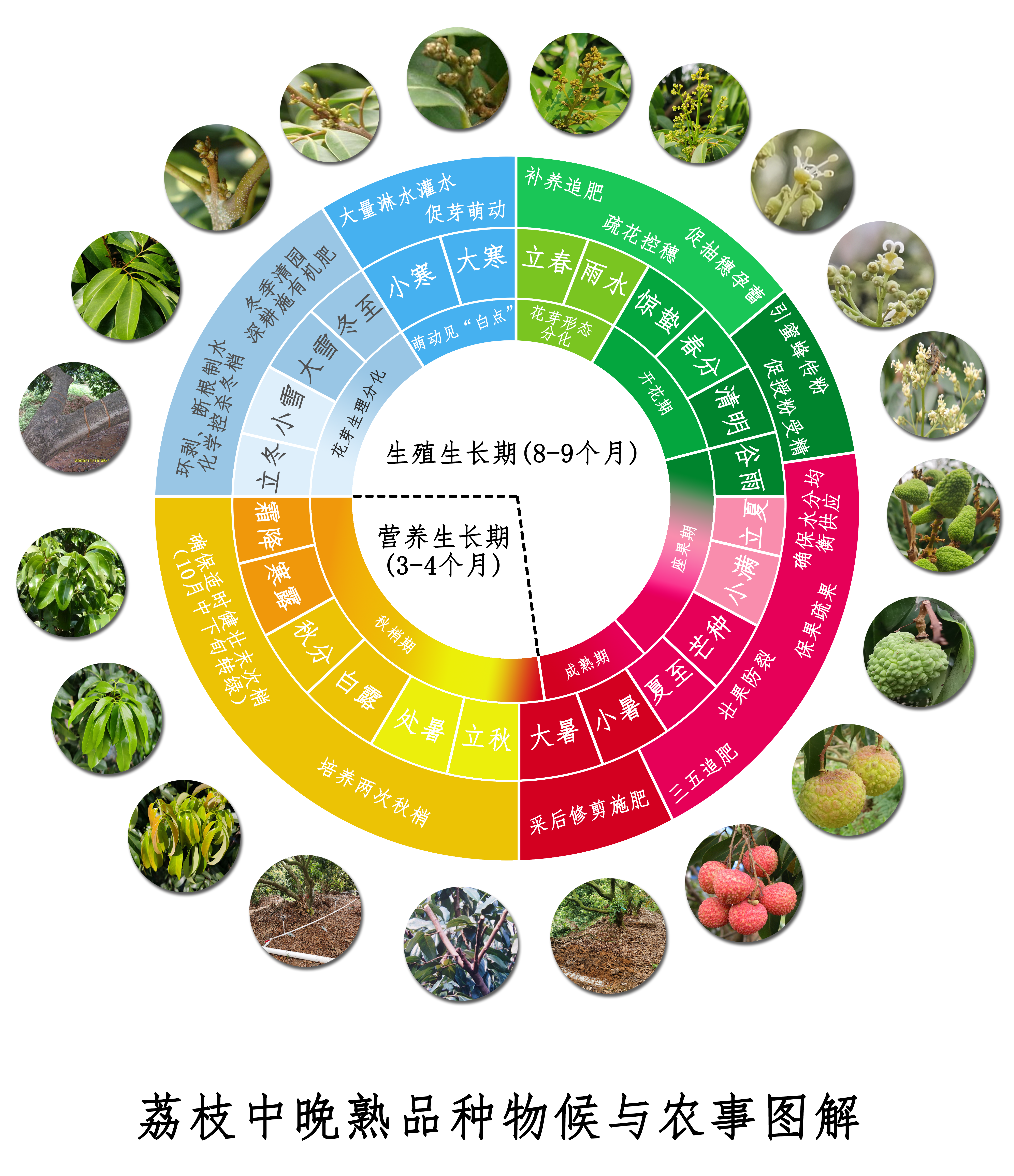 荔枝中晚熟品种物候与农事图解.png