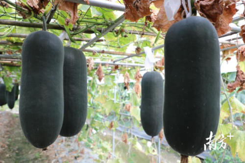 “黑妞”是针对佛山当地农家种品种退化而改良的产物,在产量、果形、皮色及品质等方面都具有显著优势。 “黑妞”是针对佛山当地农家种品种退化而改良的产物,在产量、果形、皮色及品质等方面都具有显著优势。