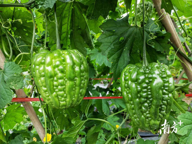 棚架上的大顶苦瓜碧绿饱满. 棚架上的大顶苦瓜碧绿饱满.