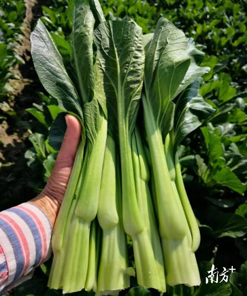 刚采摘的连州菜心青翠欲滴。 刚采摘的连州菜心青翠欲滴。