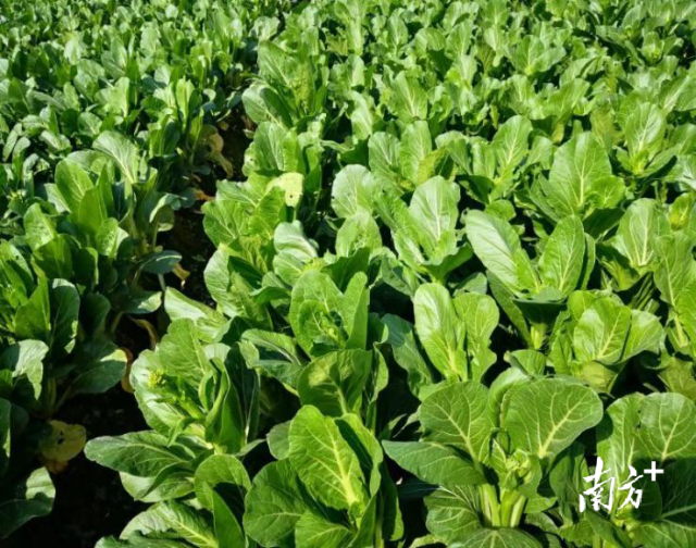 一片绿油油的连州菜心长势喜人。 一片绿油油的连州菜心长势喜人。