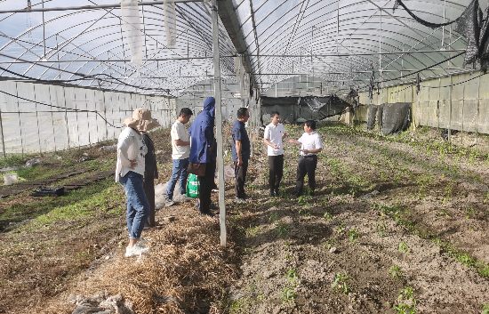 调研“墨脱辣椒”大棚种植情况.jpg