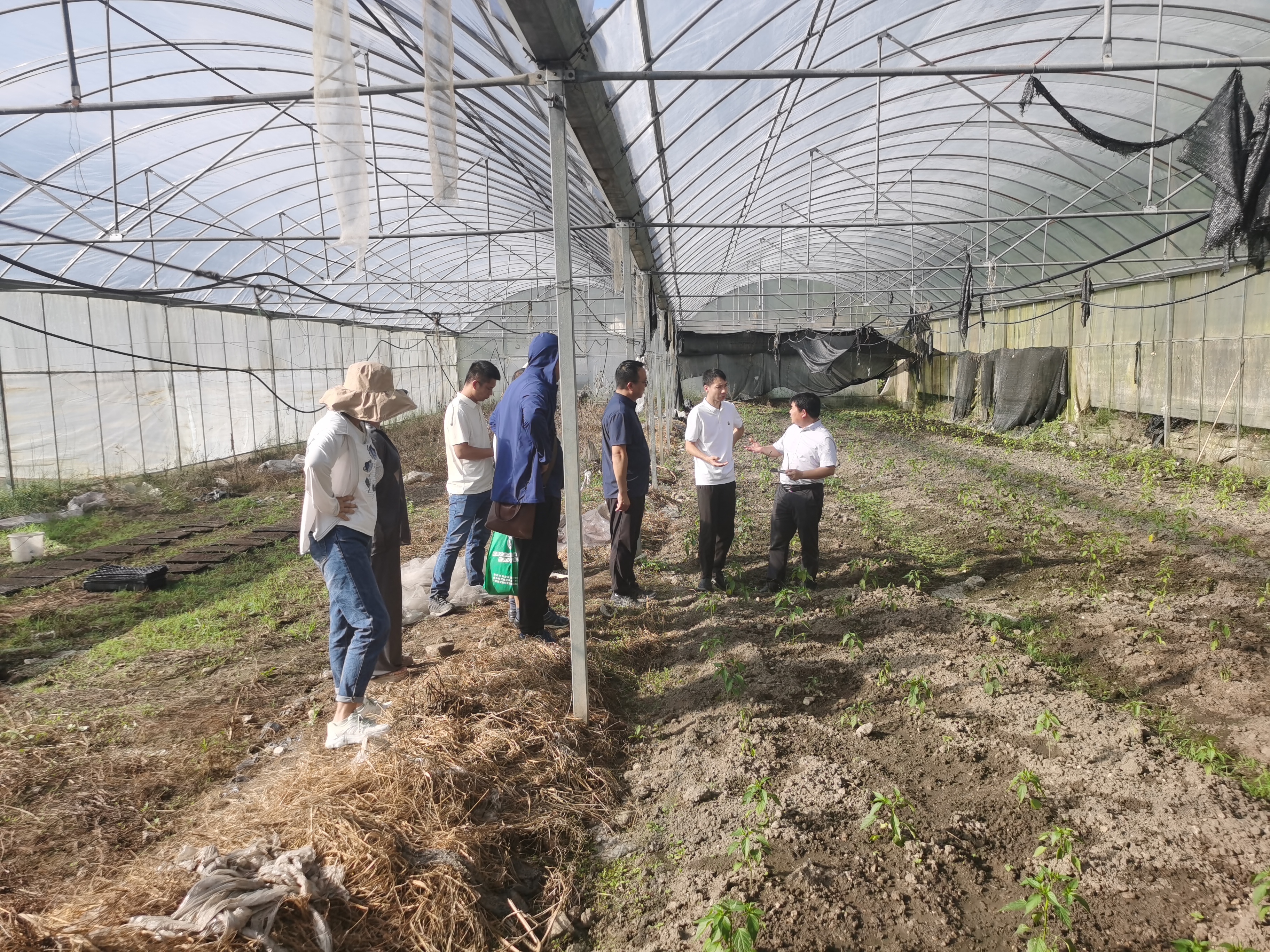 调研“墨脱辣椒”大棚种植情况.jpg