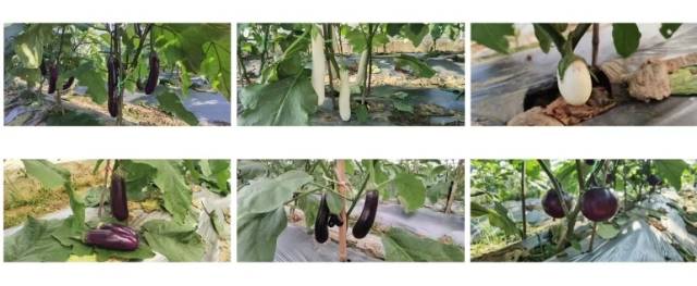 2023年南雄蔬菜新品种示范会茄子种植表现 2023年南雄蔬菜新品种示范会茄子种植表现