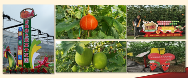 2022年南雄蔬菜新品种示范会部分品种种植表现 2022年南雄蔬菜新品种示范会部分品种种植表现