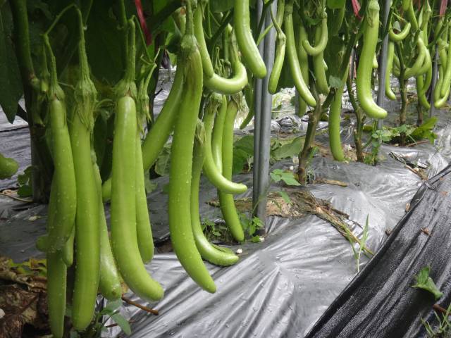 “碧玉1号”茄子。 “碧玉1号”茄子。