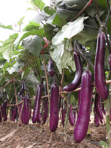 “农夫”长茄。 “农夫”长茄。