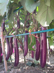 “农丰”长茄。 “农丰”长茄。