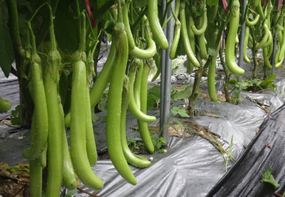 “碧玉1号”茄子。 “碧玉1号”茄子。