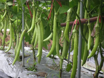 “碧玉2号”茄子。 “碧玉2号”茄子。