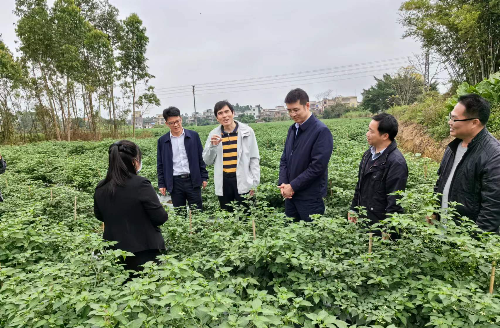 植保所赴高州、信宜开展“百千万工程”需求调研及植保科技服务.jpg