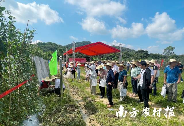 活动现场参观豇豆绿色种植标准化生产示范基地 活动现场参观豇豆绿色种植标准化生产示范基地