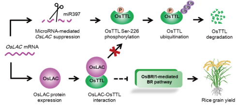 基因中心联合中山大学、足球博彩平台
水稻所共同揭示miR397-OsLAC-OsTTL通路调控水稻产量的新机制.png