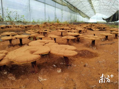 连南瑶族自治县盛瑶生物科技发展有限公司种植基地。