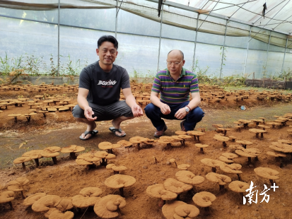 连南瑶族自治县盛瑶生物科技发展有限公司种植基地。