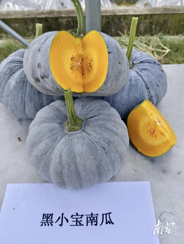 “黑小宝”瓜腔小肉厚,口感细腻。 “黑小宝”瓜腔小肉厚,口感细腻。