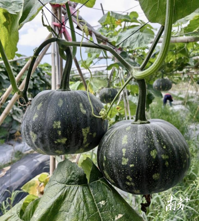 “香缘早”南瓜早熟,嫩老两用,皮薄肉厚,芋香味浓。 “香缘早”南瓜早熟,嫩老两用,皮薄肉厚,芋香味浓。
