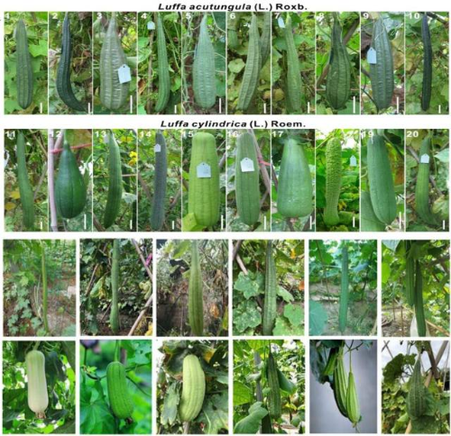 各种类型的丝瓜 各种类型的丝瓜