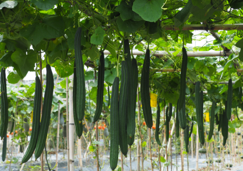 雅绿6号 雅绿6号