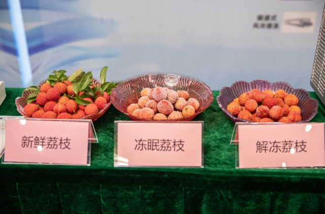 新鲜荔枝与冻眠荔枝、解冻荔枝外观对比。