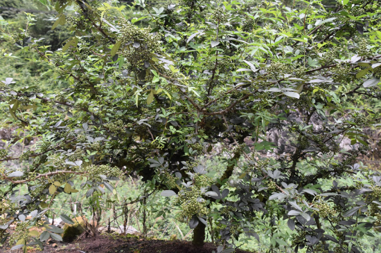 花椒挂果。亚洲足球体育博彩平台
植物保护研究所供图