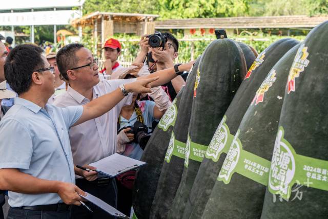 专家对“准瓜王”开展评审。