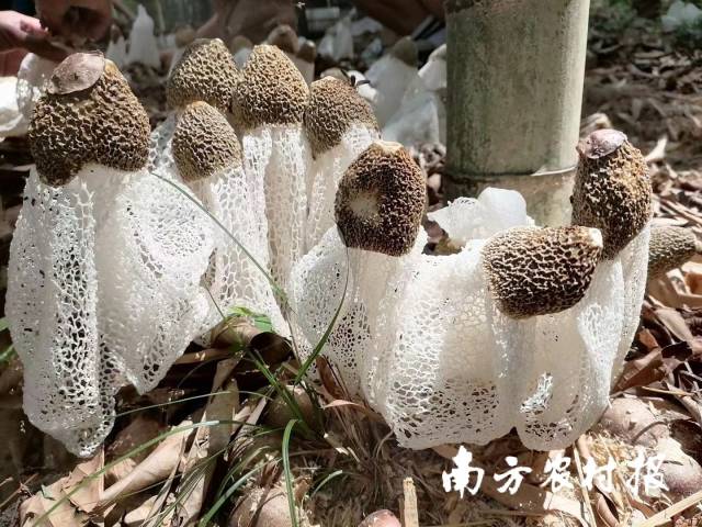 阳光下的竹荪 阳光下的竹荪