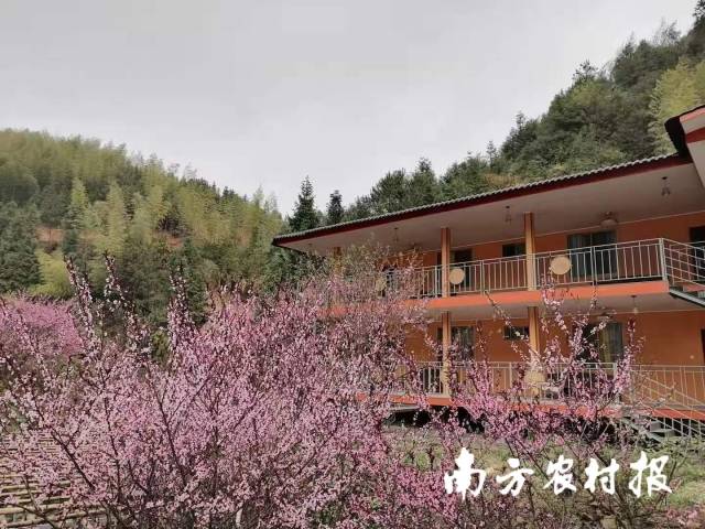 人们来到桃源村吃鲜菇、住民宿,感受大山的静谧 人们来到桃源村吃鲜菇、住民宿,感受大山的静谧