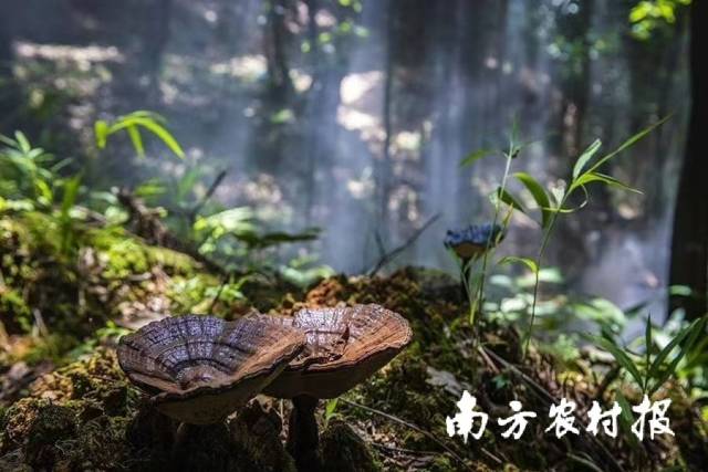 生长在山林间的灵芝 生长在山林间的灵芝