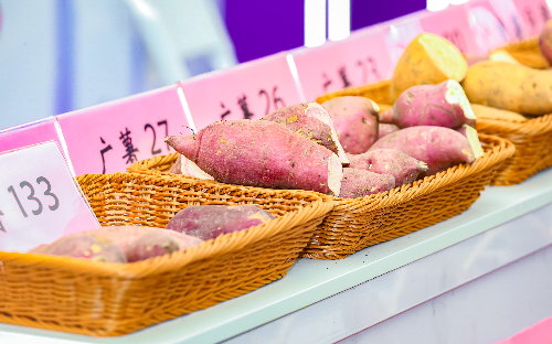 薯业展.jpg