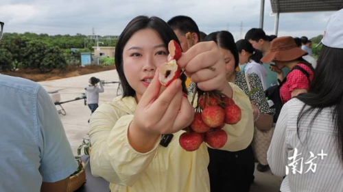 现场试吃近30个优质荔枝品种。 现场试吃近30个优质荔枝品种。