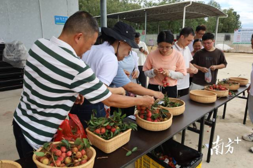 人们在尽情品赏荔枝,品种近30种。