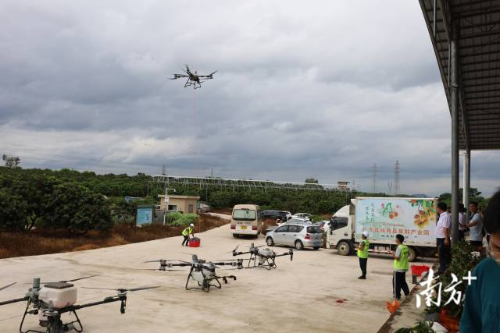 无人机吊运荔枝。
