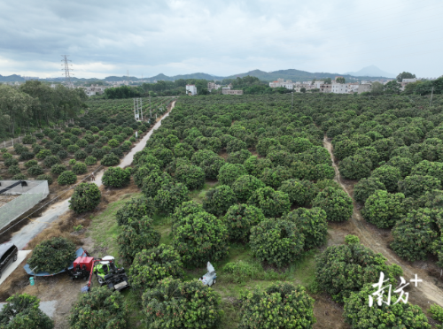 金山街道荔枝示范基地。
