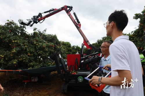 技术人员展示机械化采摘荔枝。