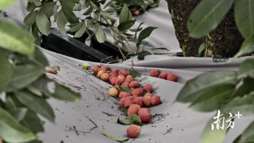 通过机械振动采摘下的荔枝。 通过机械振动采摘下的荔枝。